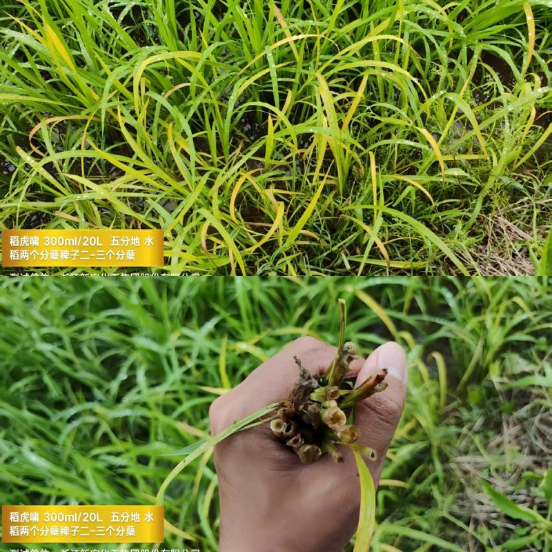 1749016094549595ku8l.jpg WPS拼图3.jpg